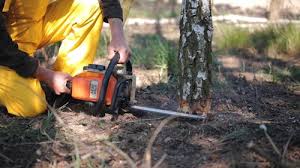 Best Tree Maintenance Programs  in Seguin, TX
