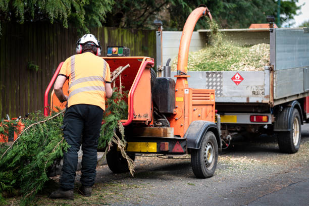 How Our Tree Care Process Works  in  Seguin, TX