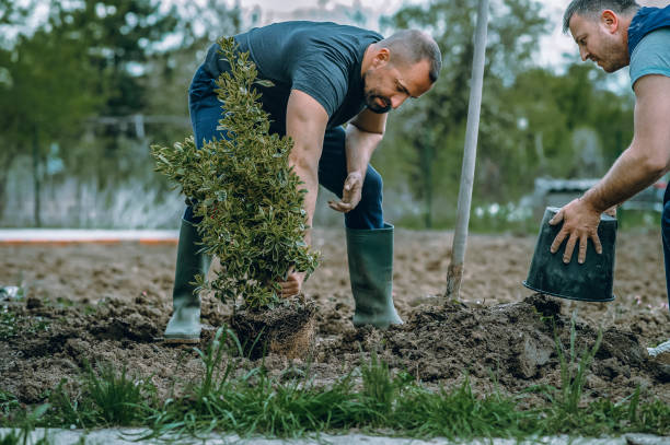 Best Utility Line Clearance  in Seguin, TX