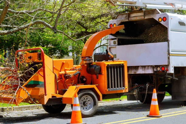 Professional Tree Services in Seguin, TX