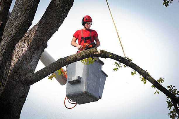 Leaf Removal in Seguin, TX